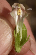 Antirrhinum subcordatum