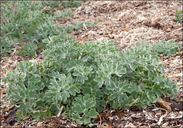Glaucium flavum