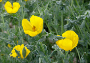 Glaucium flavum