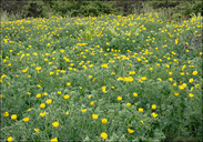 Glaucium flavum