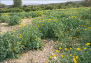 Glaucium flavum