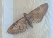 White-spotted Pug