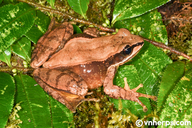 Amolops spicalinea