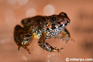 Limnonectes splendissimus