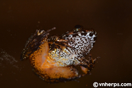 Limnonectes splendissimus