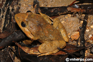Limnonectes splendissimus