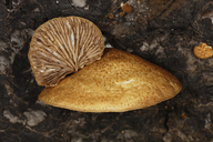 Lentinellus ursinus