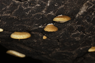 Lentinellus ursinus