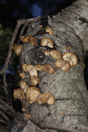 Lentinellus ursinus