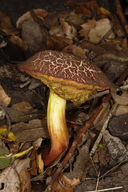 Xercomellus chrystenteron