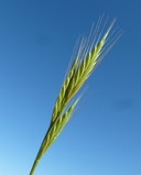 Brachypodium distachyon