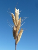 Bromus caroli-henrici