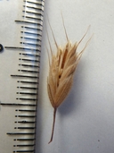 Bromus caroli-henrici