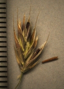 Deschampsia cespitosa ssp. holciformis