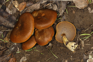 Cortinarius californicus