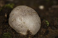 Calvatia pachyderma