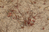 Aliciella humillima