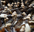 Mycena californiensis