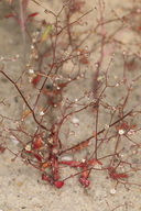 Aliciella humillima