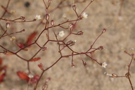 Aliciella humillima