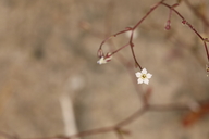 Aliciella humillima
