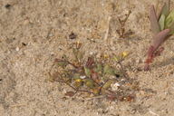 Phacelia inyoensis