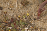 Phacelia inyoensis