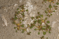 Goodmania luteola