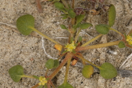 Goodmania luteola