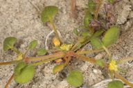 Goodmania luteola