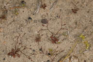 Aliciella humillima