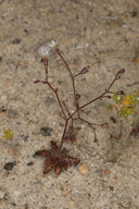 Aliciella humillima