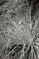 Yucca whipplei