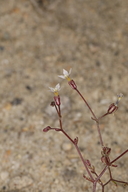 Aliciella humillima