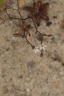 Aliciella humillima