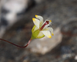 Nemacladus eastwoodiae