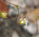 Nemacladus eastwoodiae