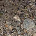Nemacladus eastwoodiae
