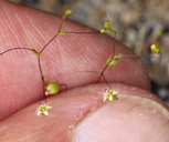 Nemacladus eastwoodiae
