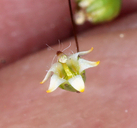 Nemacladus eastwoodiae