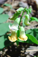 Brewer's Pea