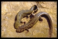 Zhao Ermi's Smooth Warty Newt