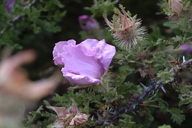 Small-leaved Rose
