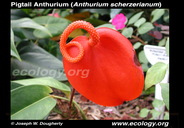 Anthurium scherzerianum