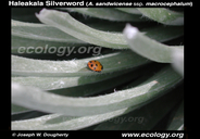 Argyroxiphium sandwicense ssp. macrocephalum