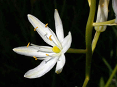 Camassia quamash ssp. quamash