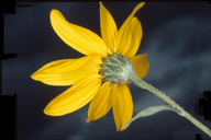 Gray Desert Sunflower