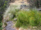 Rhynchospora californica