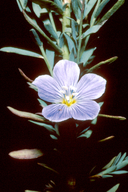 Linum lewisii var. alpicola