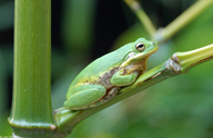 Hyla squirella